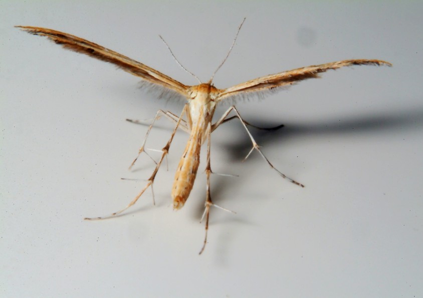Pterophoridae